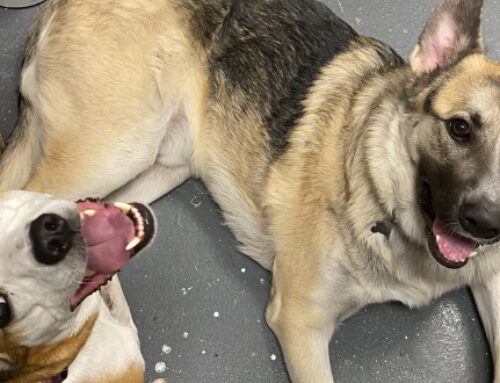 Triboro Paint Center’s Store Dogs Bring Joy to Customers